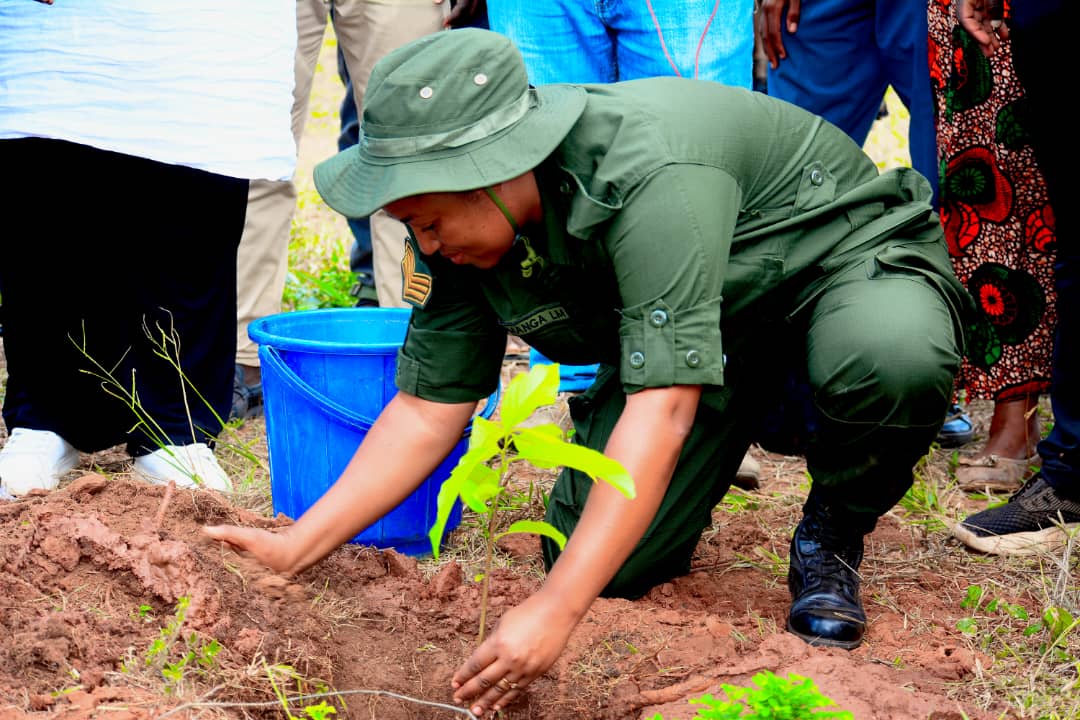 Forestry officer planting a tree seedling