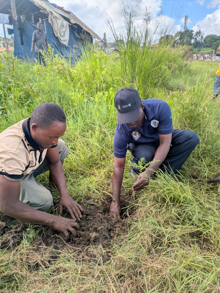 Two men planting a sapling in the grass