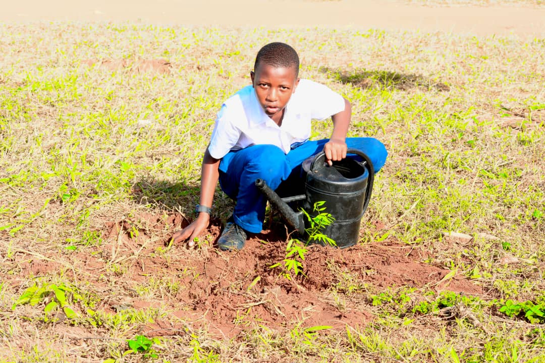 Student watering a tree seedling at school